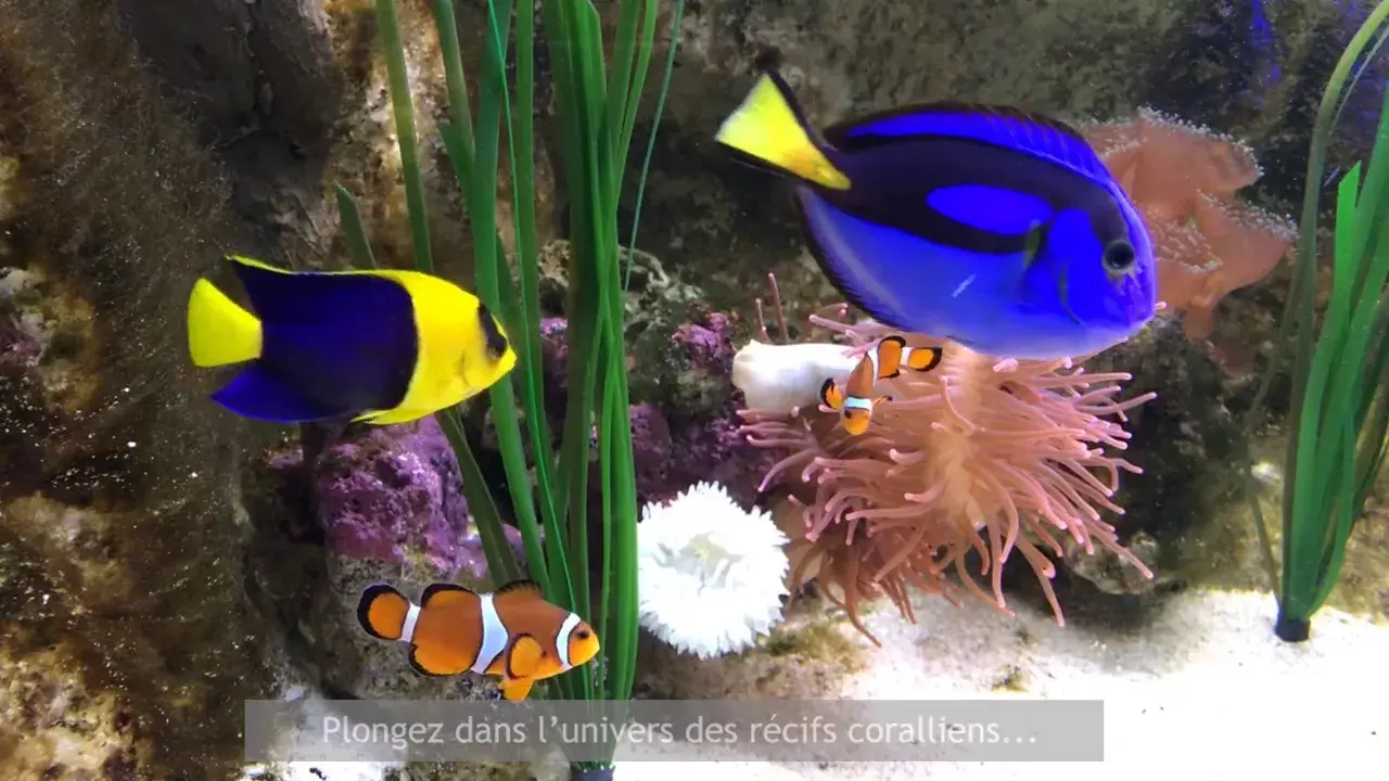 Comme des poissons dans l'eau... au grand aquarium de Touraine !