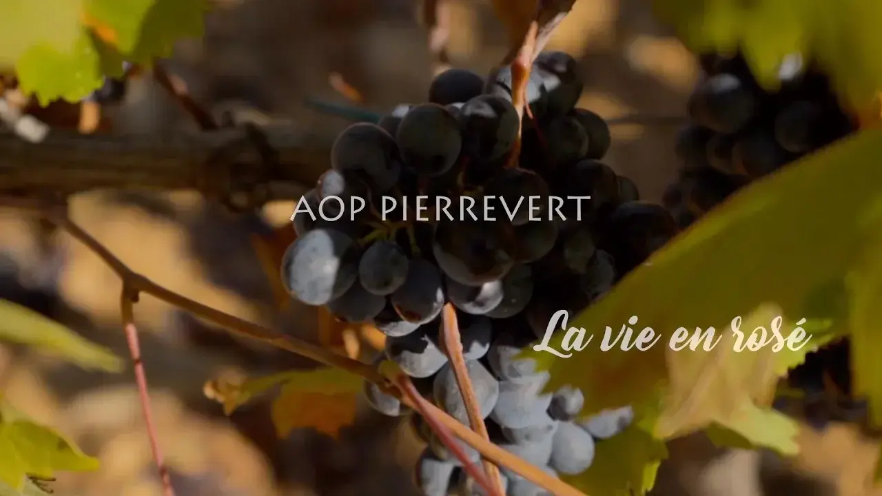 AOP Pierrevert, La vie en rosé