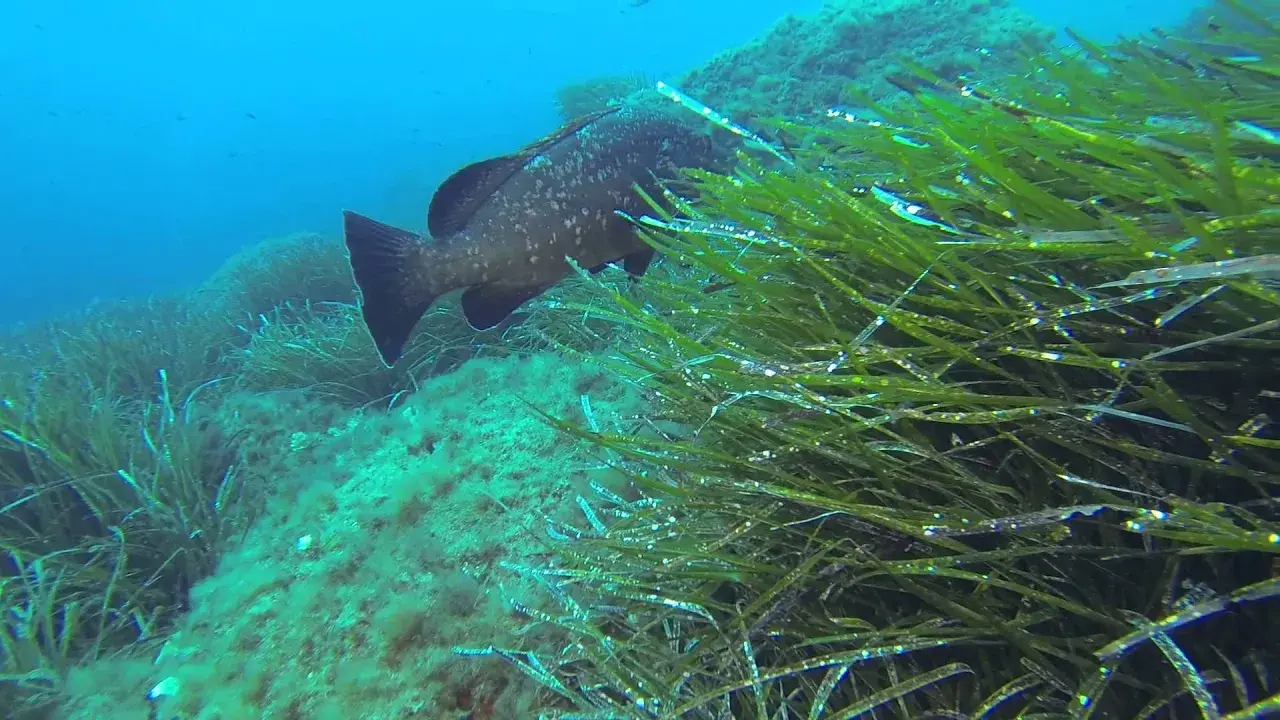 une plongée sur la pointe du vaisseau, à port-cros