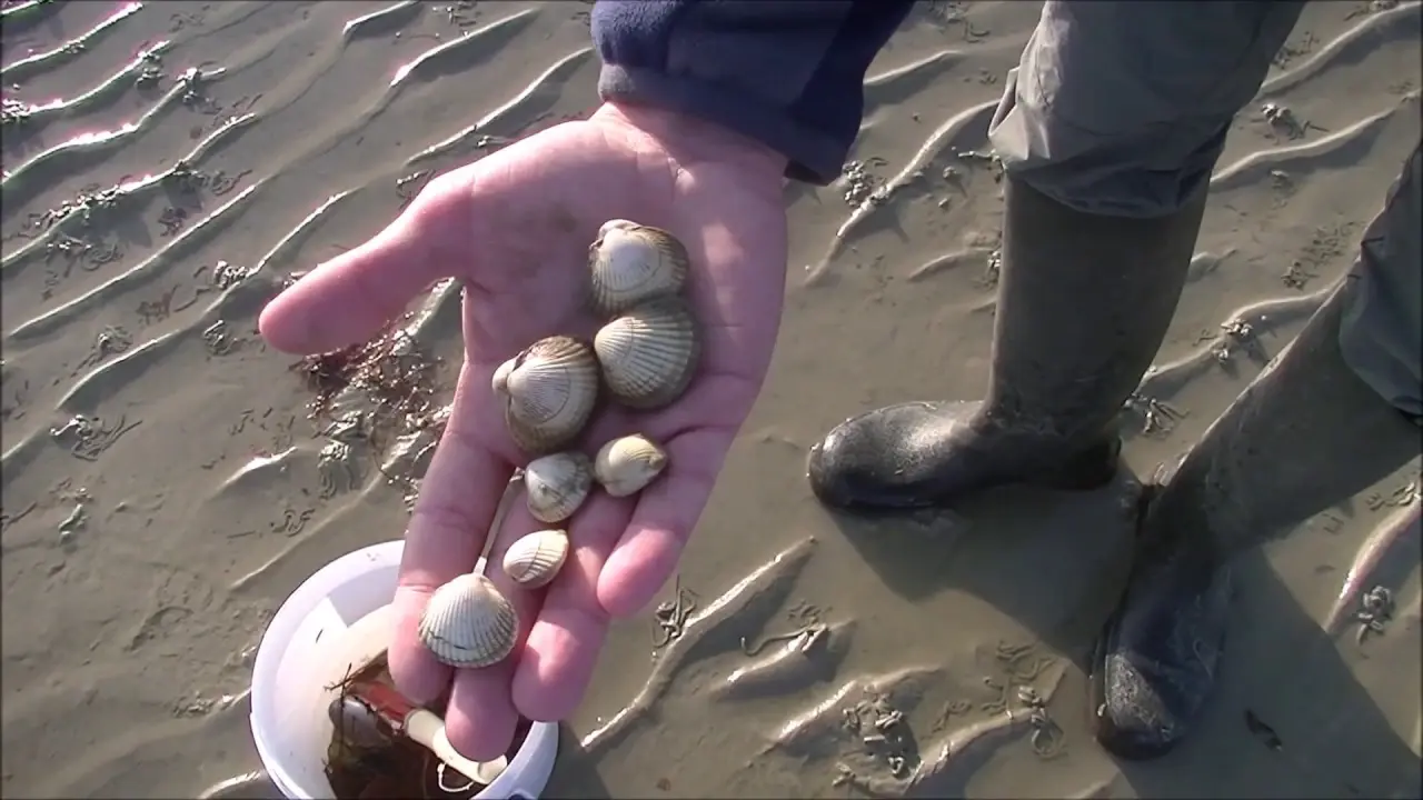 Pêche a la coque par l'APP2R