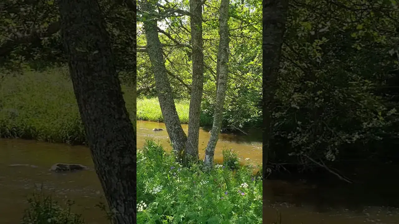 Le long du Lignon : Sentier Concordia