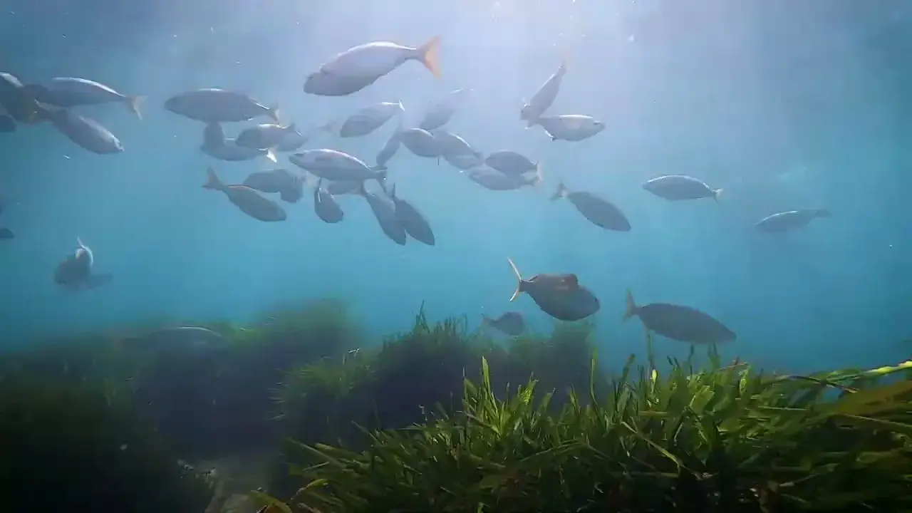 sentier-sous marin de portissol