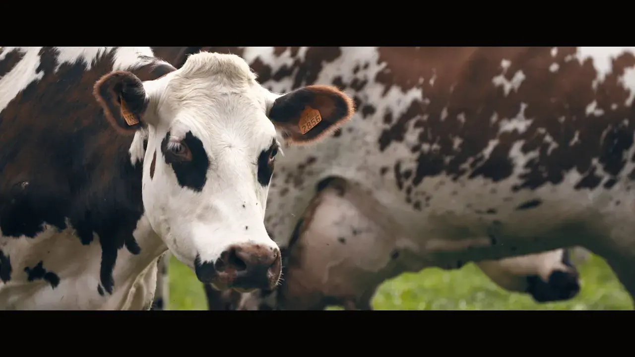 La petite histoire des grands fromages AOP de Normandie