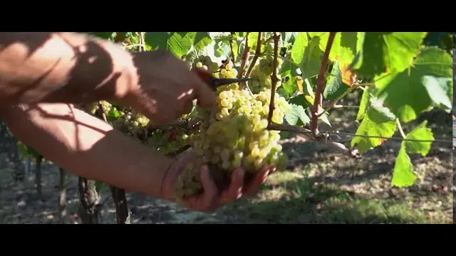 SPOT A SPOT Vague SAINT MONT