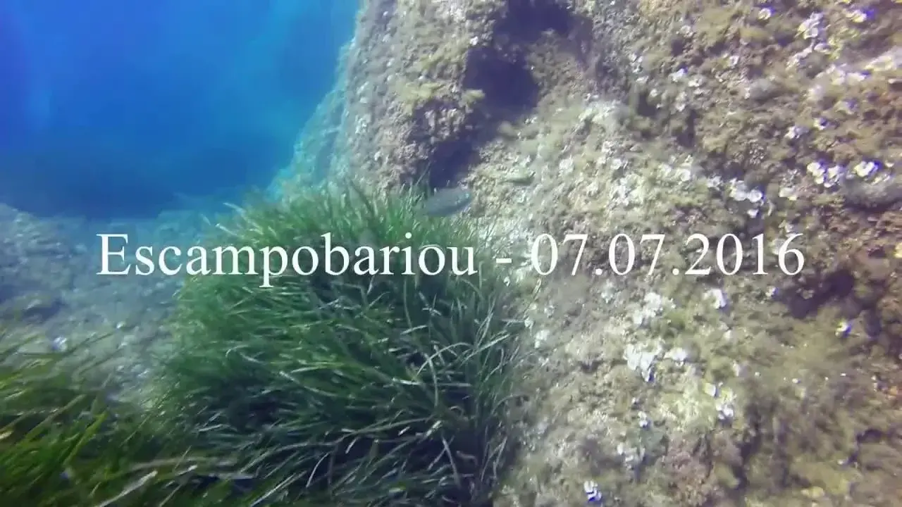 plongée à l'escampobarriou à giens hyeres