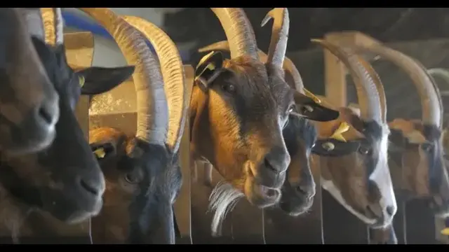 Websérie : Made in Plateau des Petites Roches - La ferme des Petites Roches