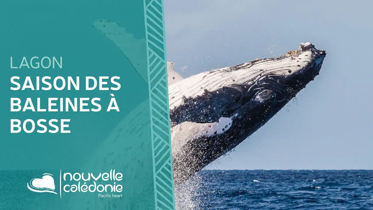 Observer les baleines à bosse en Nouvelle-Calédonie
