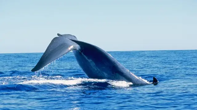 a la rencontre des cétacés