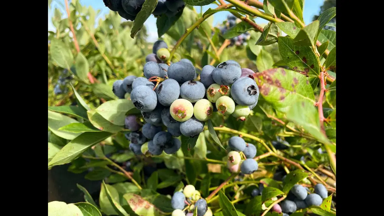 Les Myrtilles du Trimoulet (Boussac-Bourg)