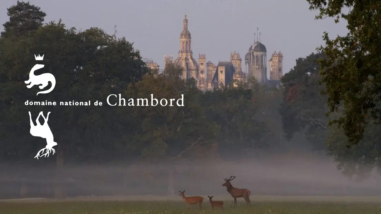 Le brame du cerf - Château de Chambord