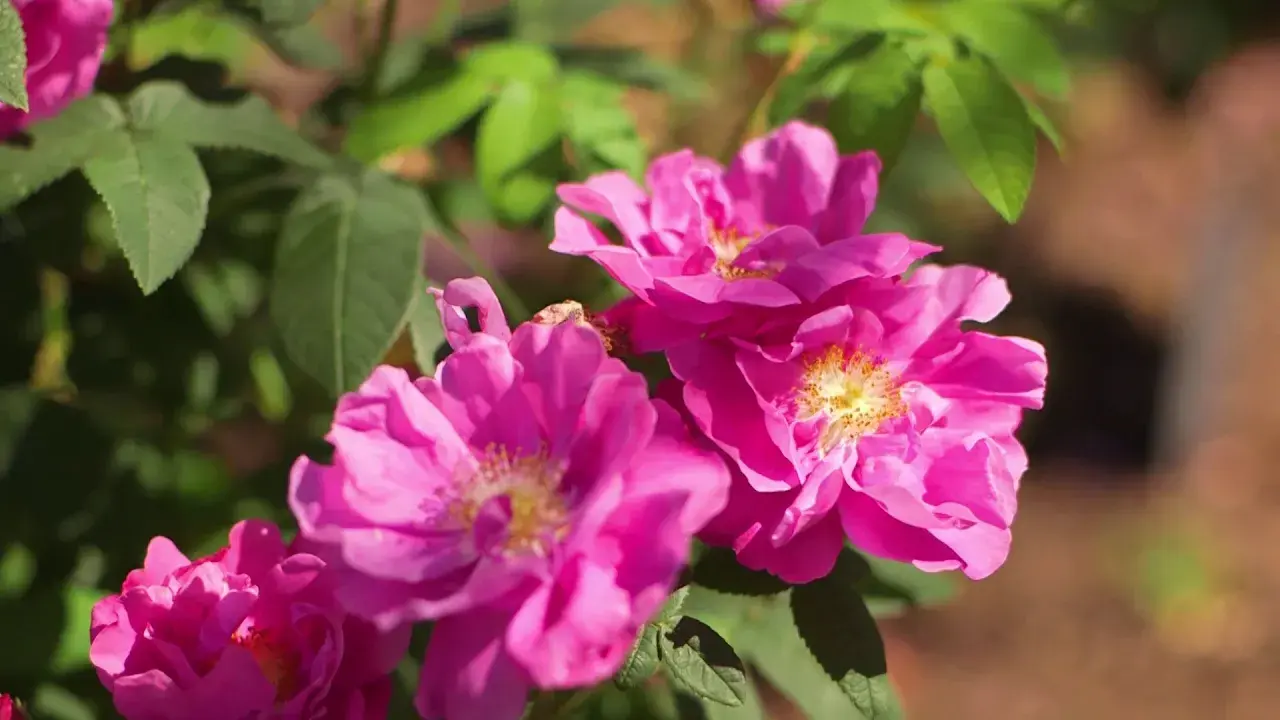 jardin botanique yves rocher