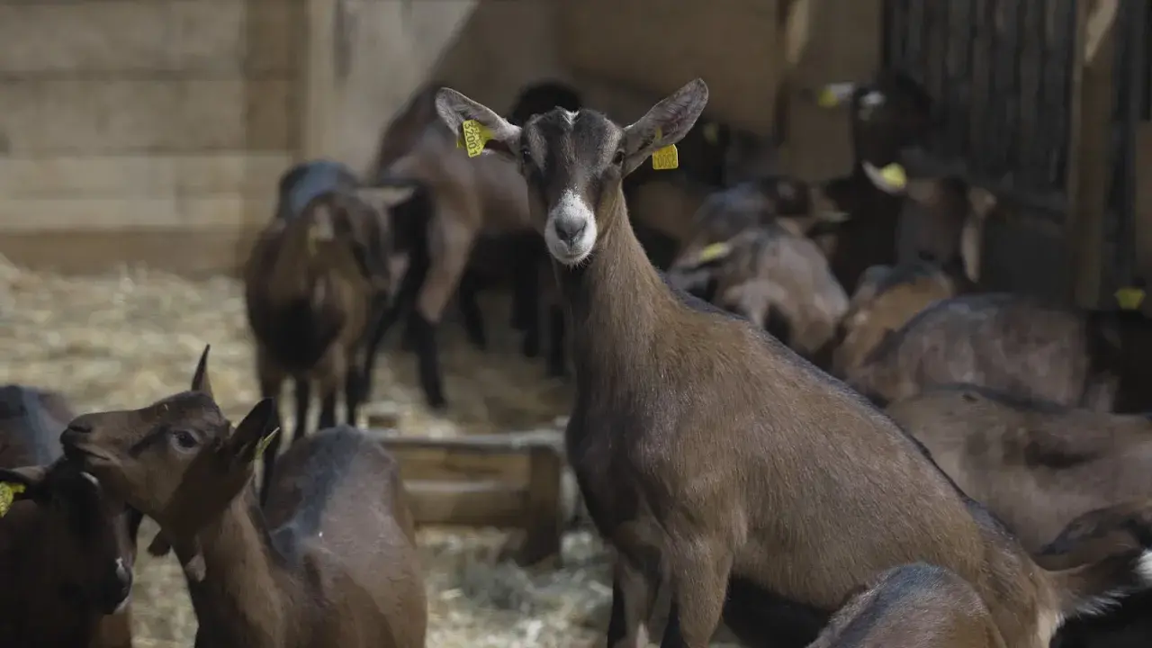 Découverte de la chèvrerie au cœur de Montjoie à Saint-Gervais Mont-Blanc