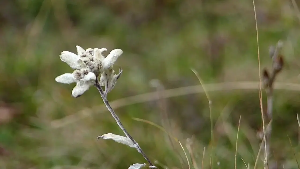 Tende : des forts à l'assaut des cimes