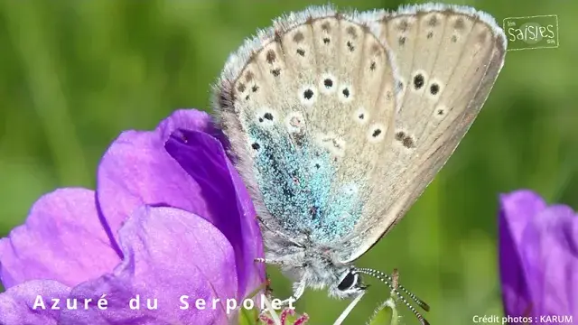Observatoire Environnemental des Saisies