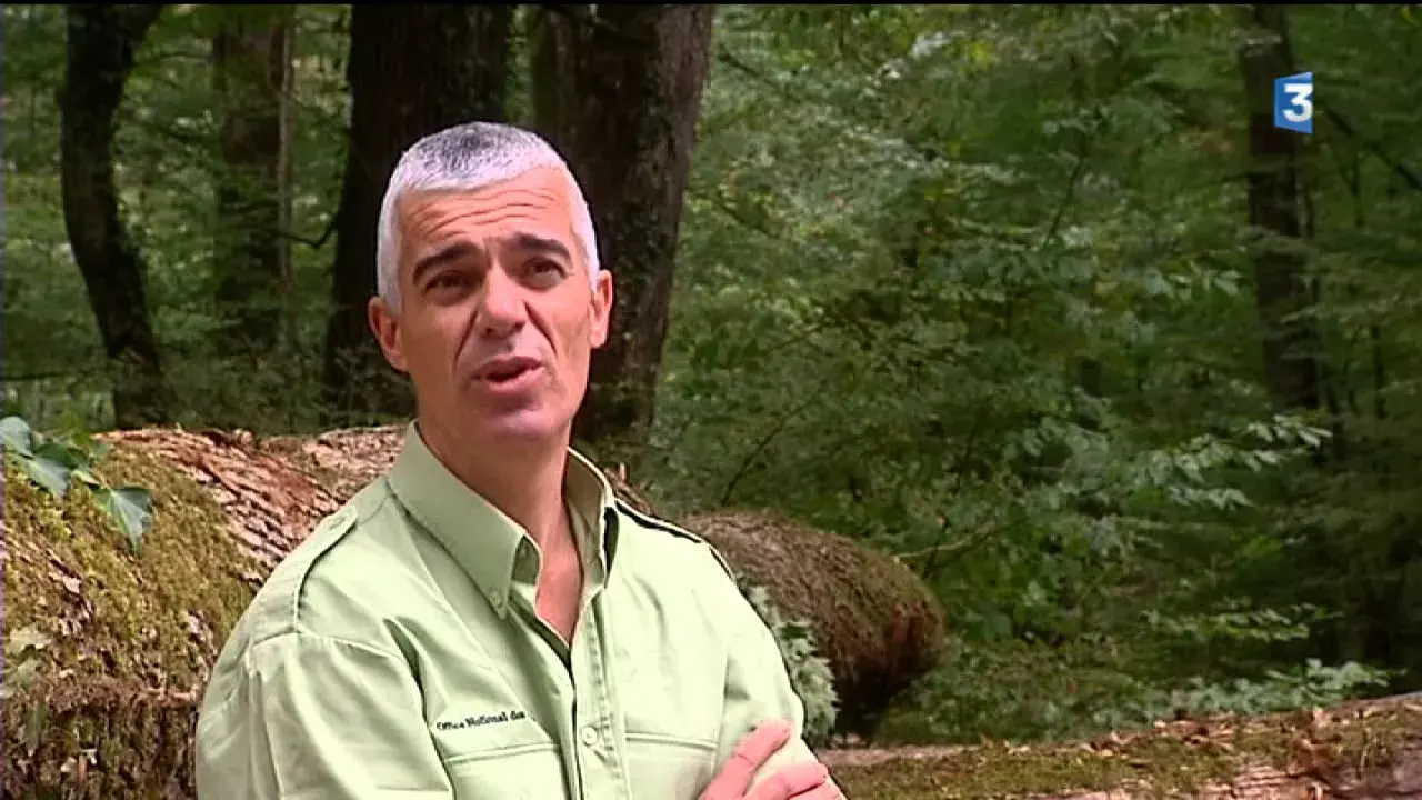 La forêt de Seillon (Ain)