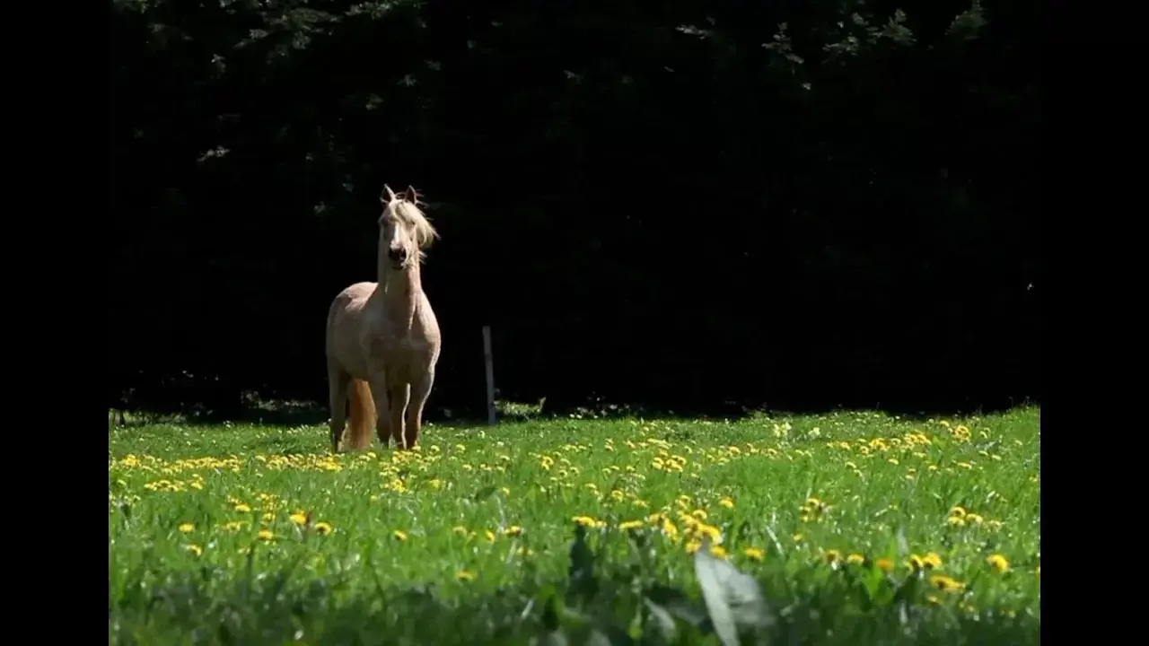 Randonnée à cheval en toute liberté en Sarthe