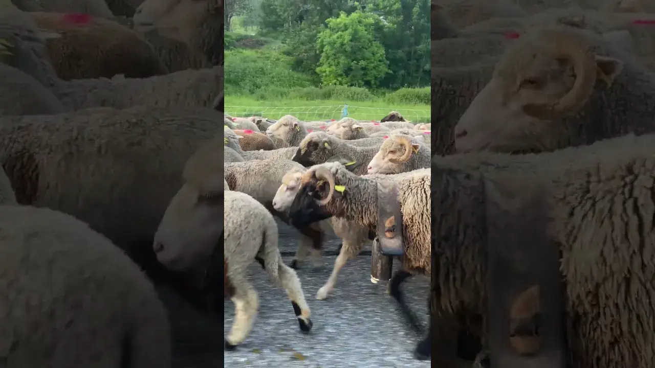 REEL TRANSHUMANCE w  MATHILDE