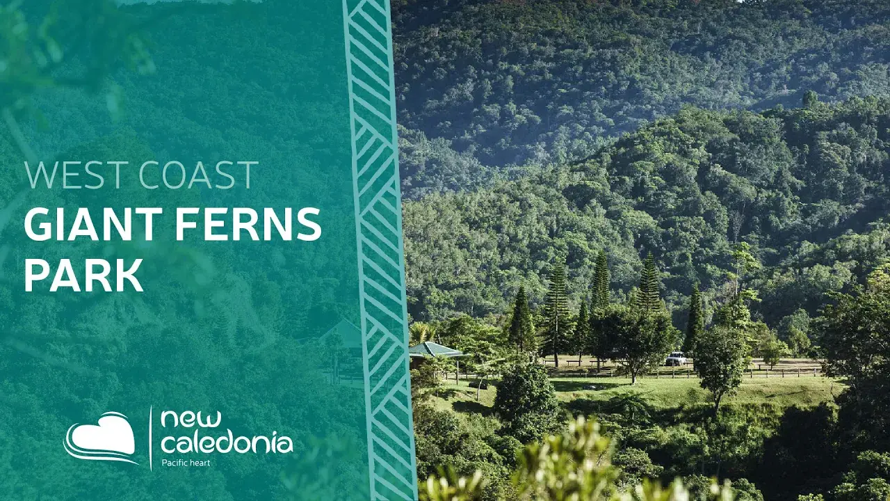 The Giant Ferns Park, the green lung of New Caledonia