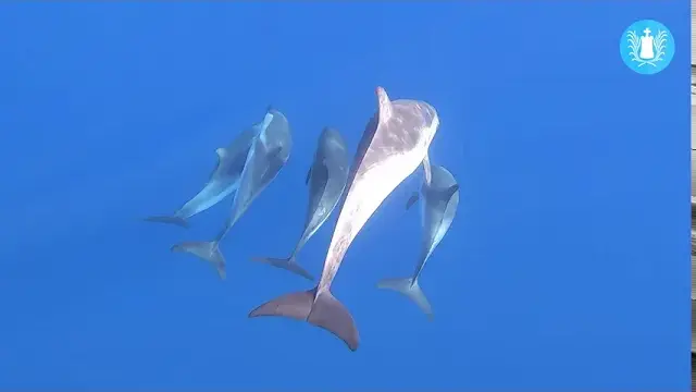 sanary - partez à la découverte des cétacés avec sanary aventure marine !