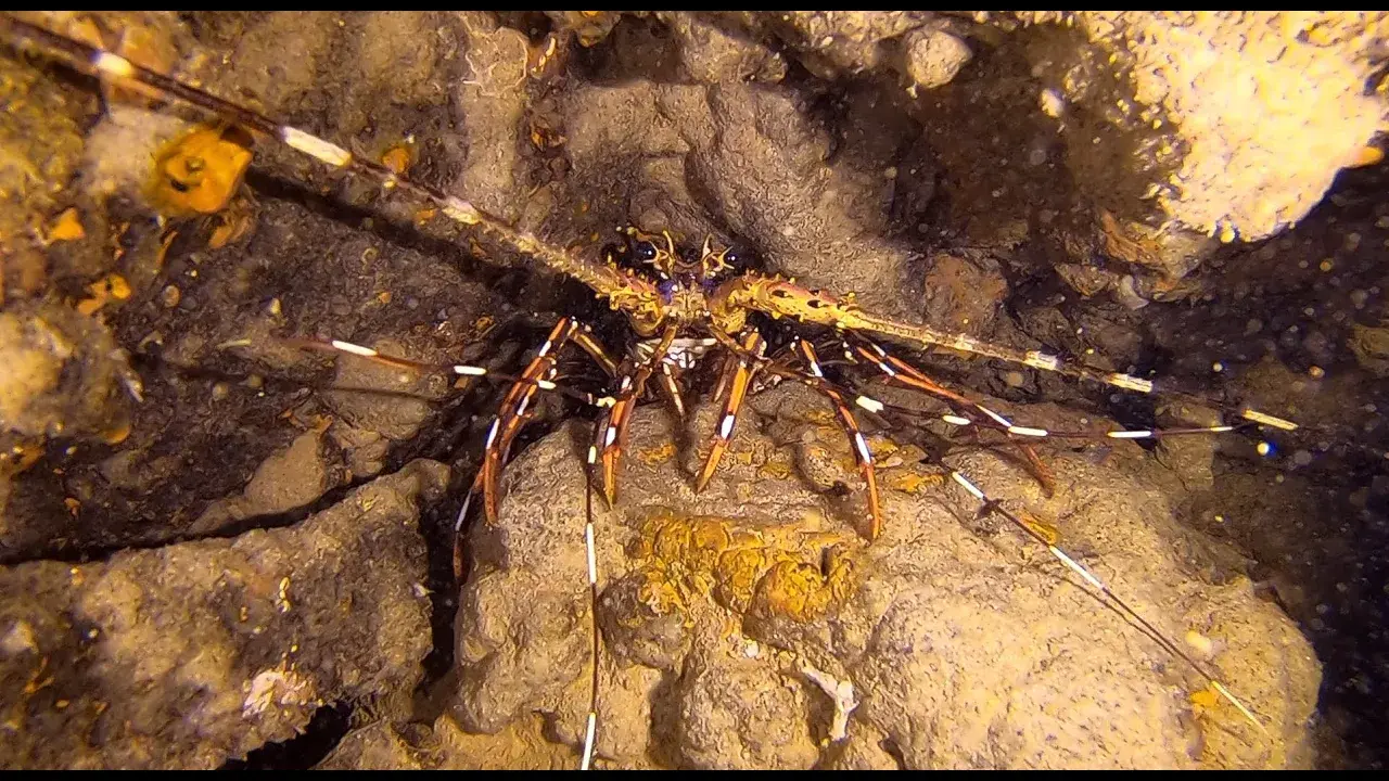 une plongée à l'anse du blé