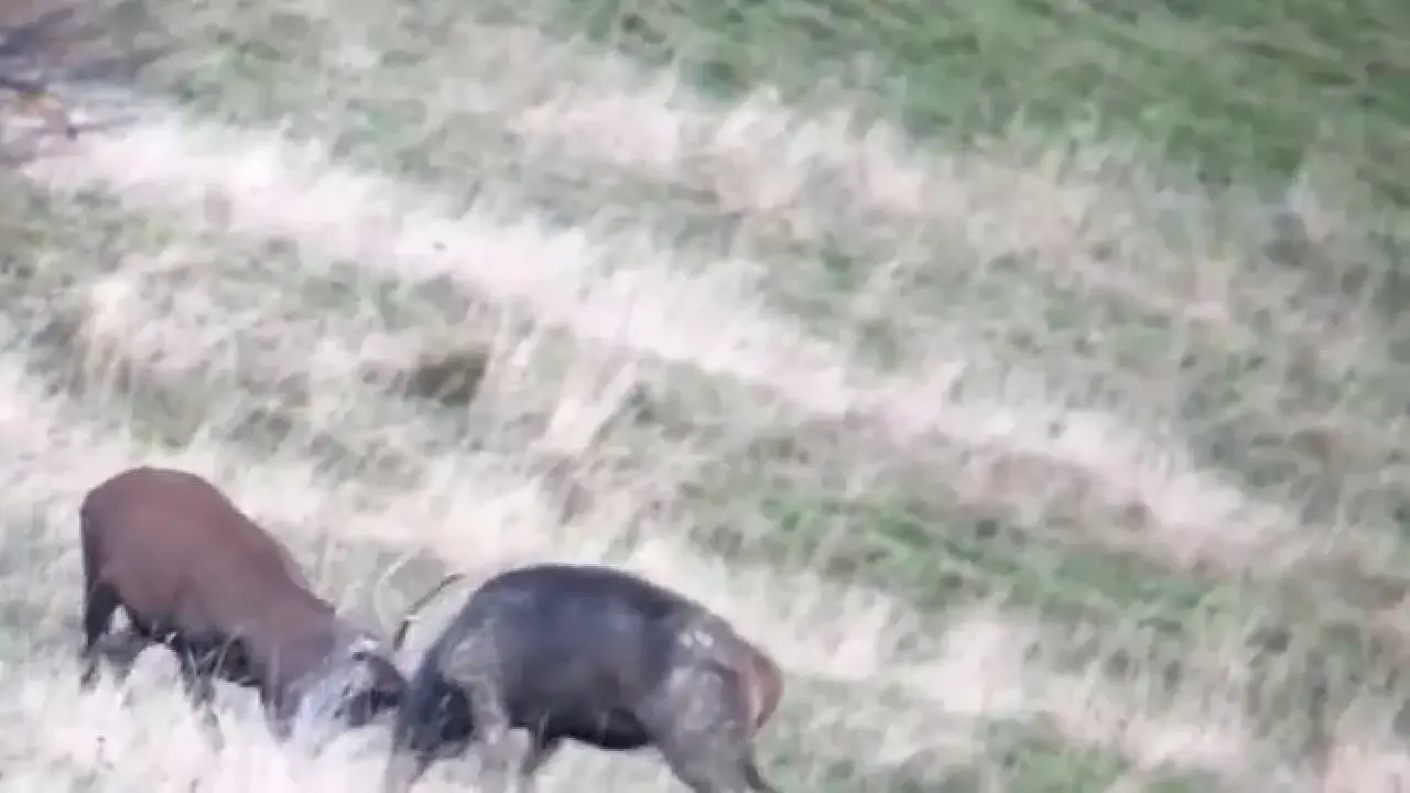 COMBAT DE CERFS AU BRAME ! Impressionnant