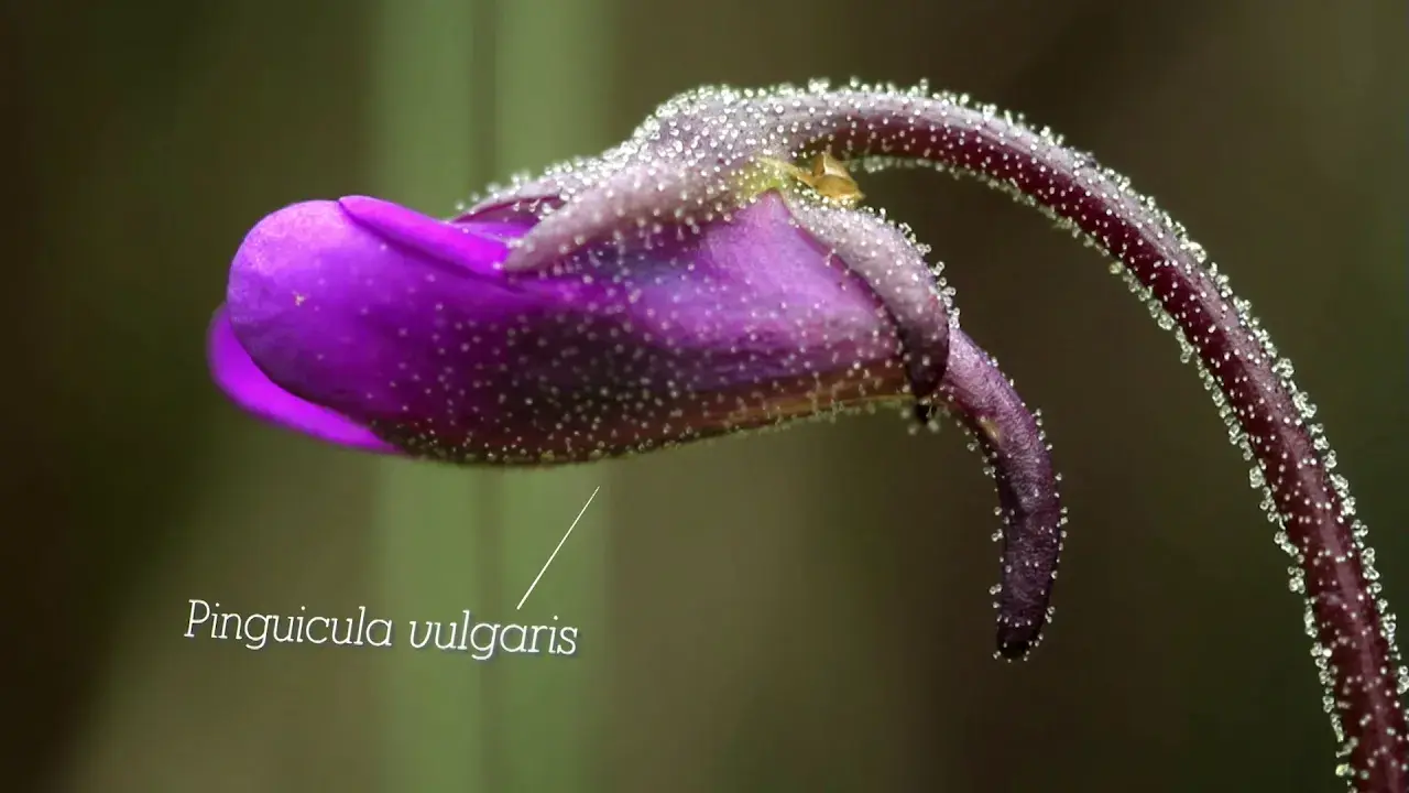 La Réserve Naturelle du marais de Lavours