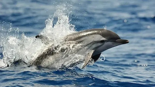 Titre de la vidéo manquant