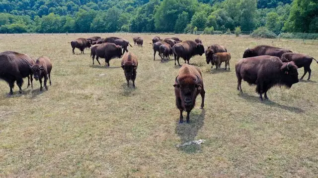 Les bisons du Palais (23-Thauron)