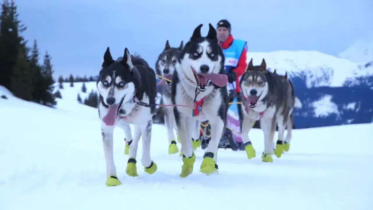 grande odyssée - Édition 2024