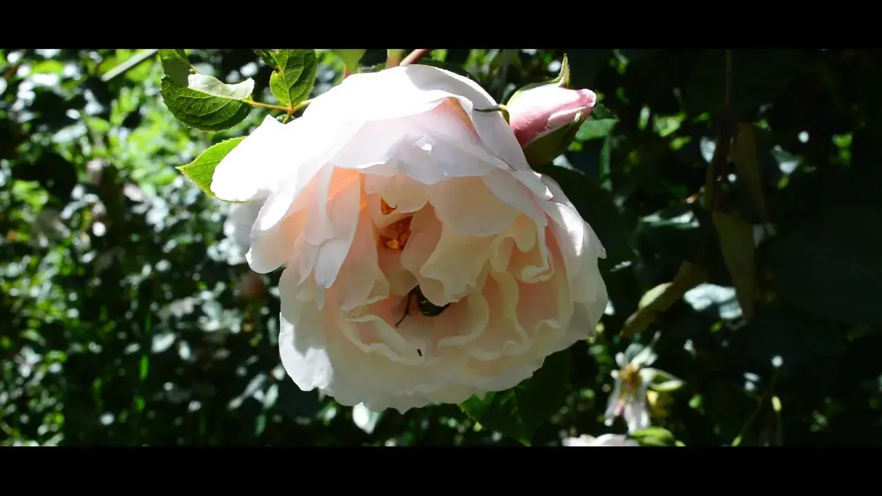 Jardin les Gargalhous - Fresselines (23)