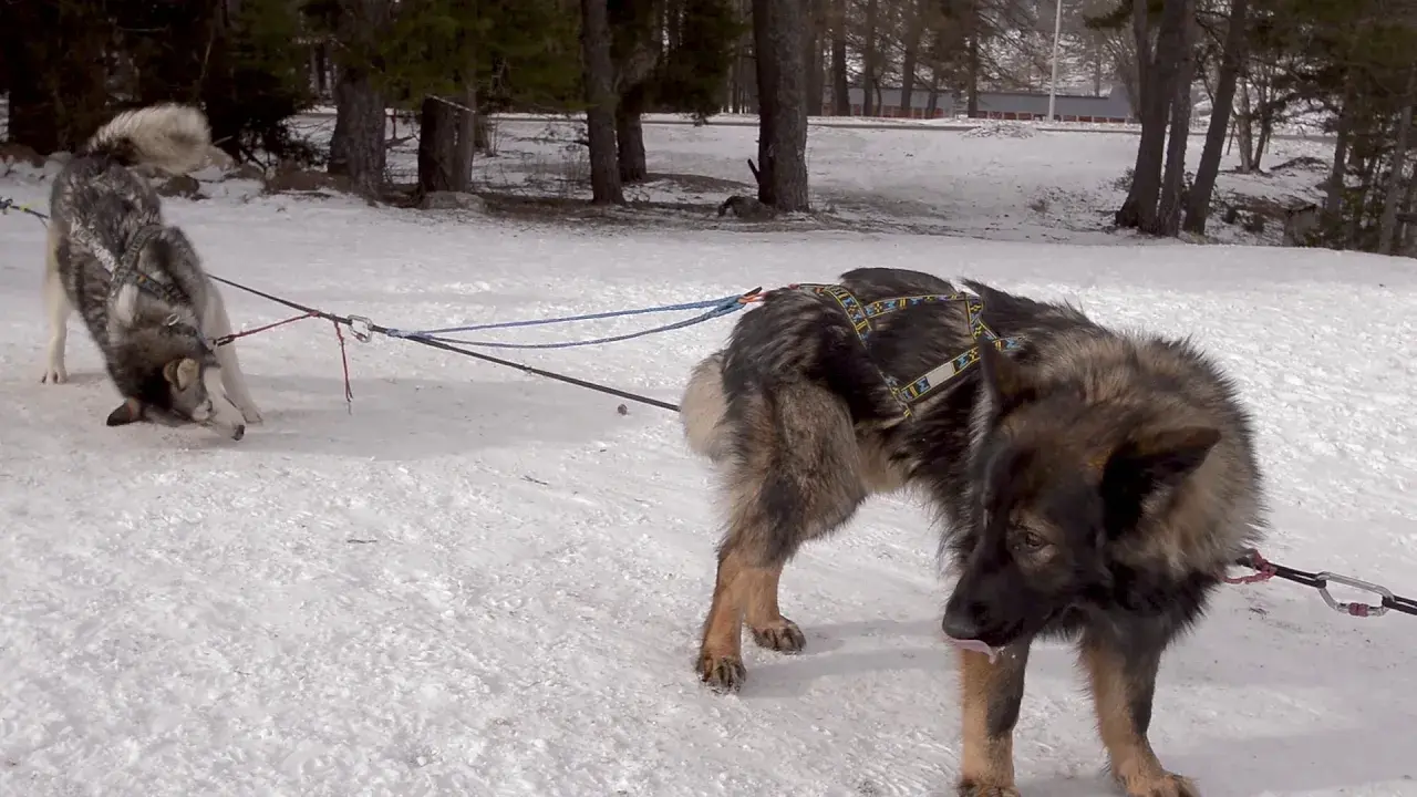 baptême en chiens de traîneaux : assis ou en pilotage !
