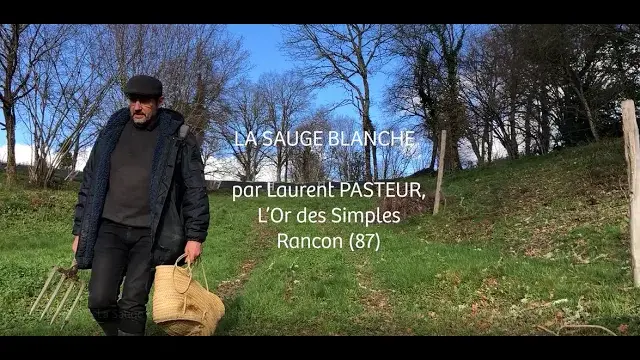 VidéÔLim (2021)-La Sauge Blanche par Laurent PASTEUR, L'Or des Simples à Rancon (87)
