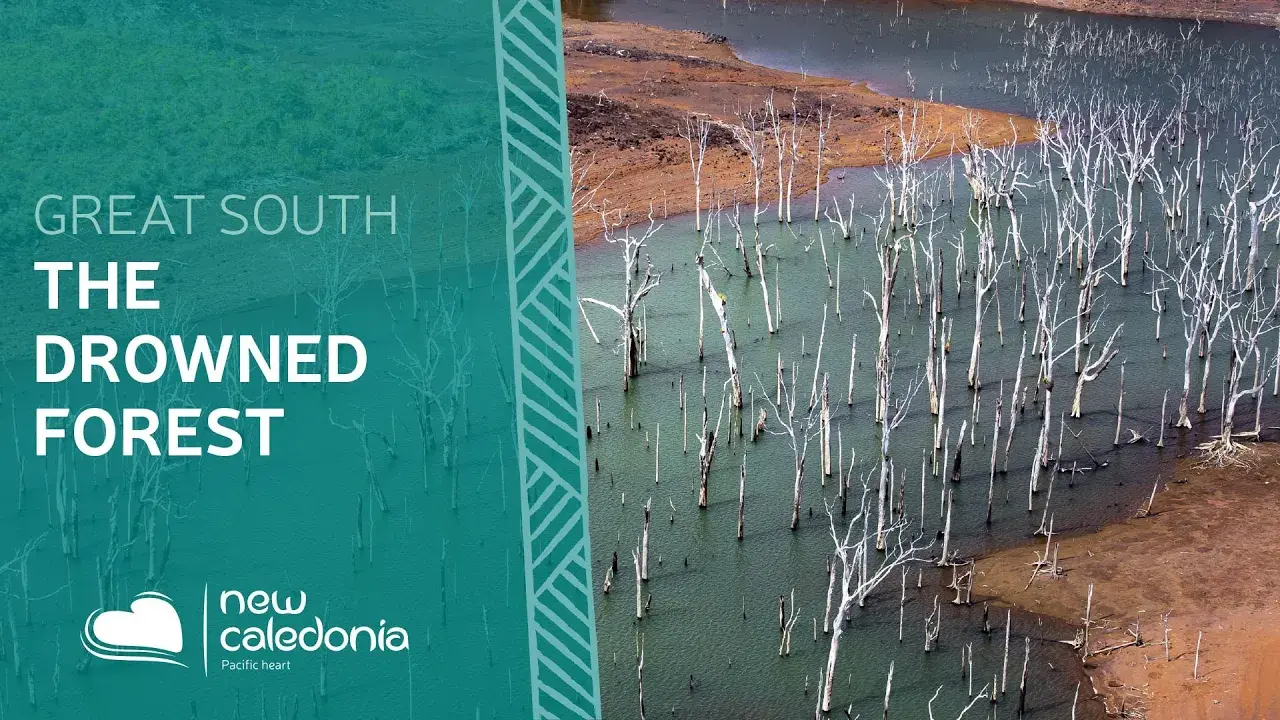 The Drowned Forest: A magical experience