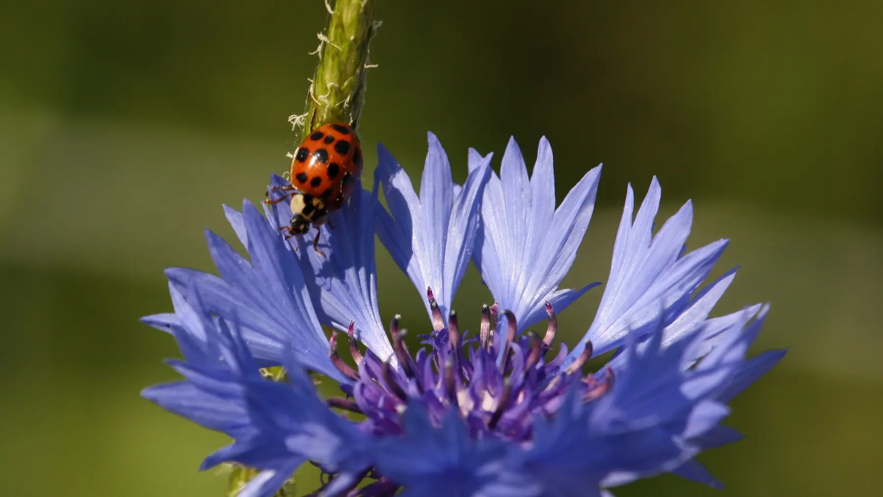 Bleuet et coccinelle