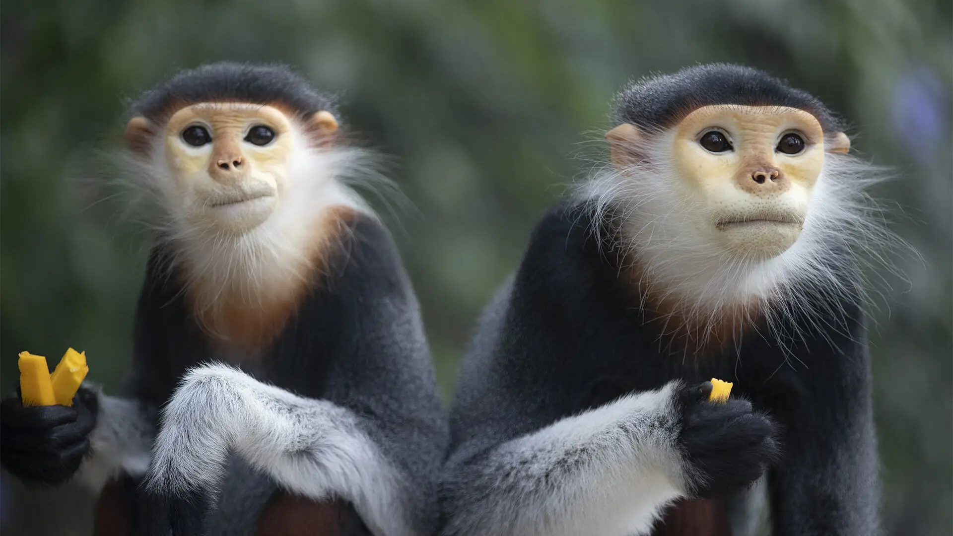 Langur de Douc