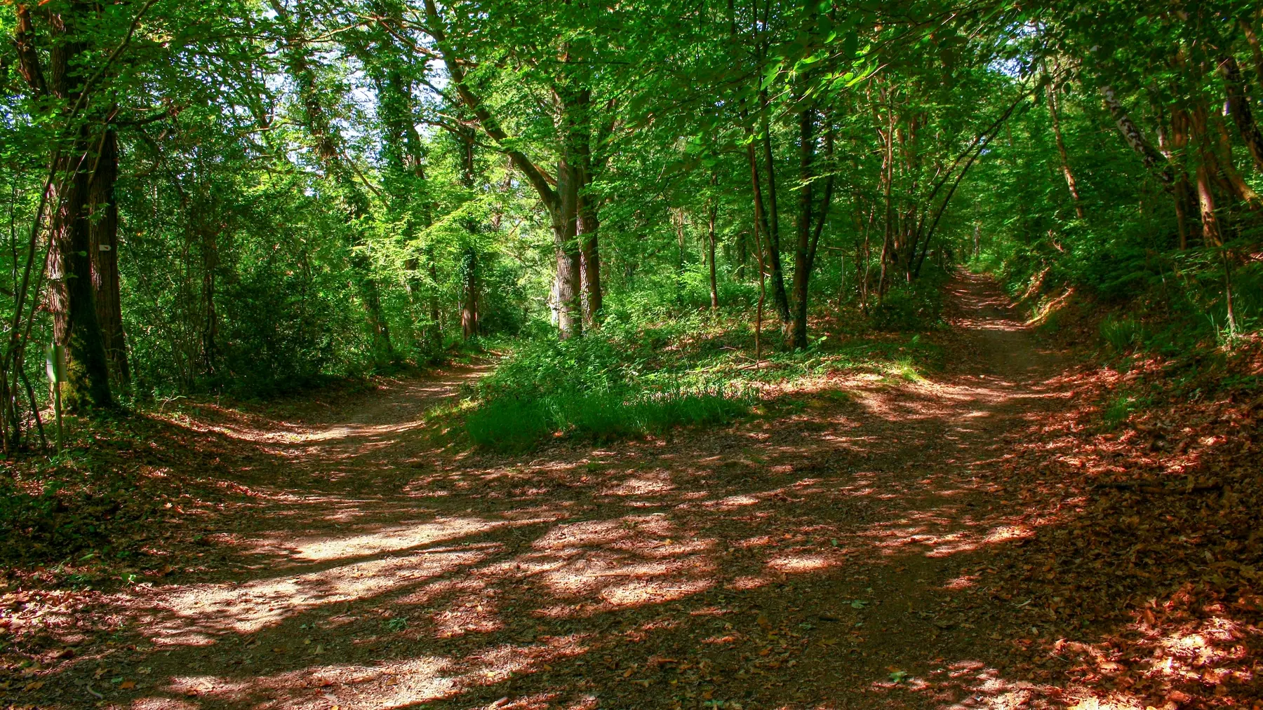 Croisement dans les bois