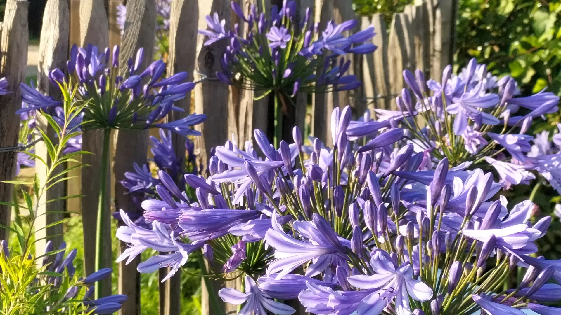 Fleurs à La Vraie-Croix