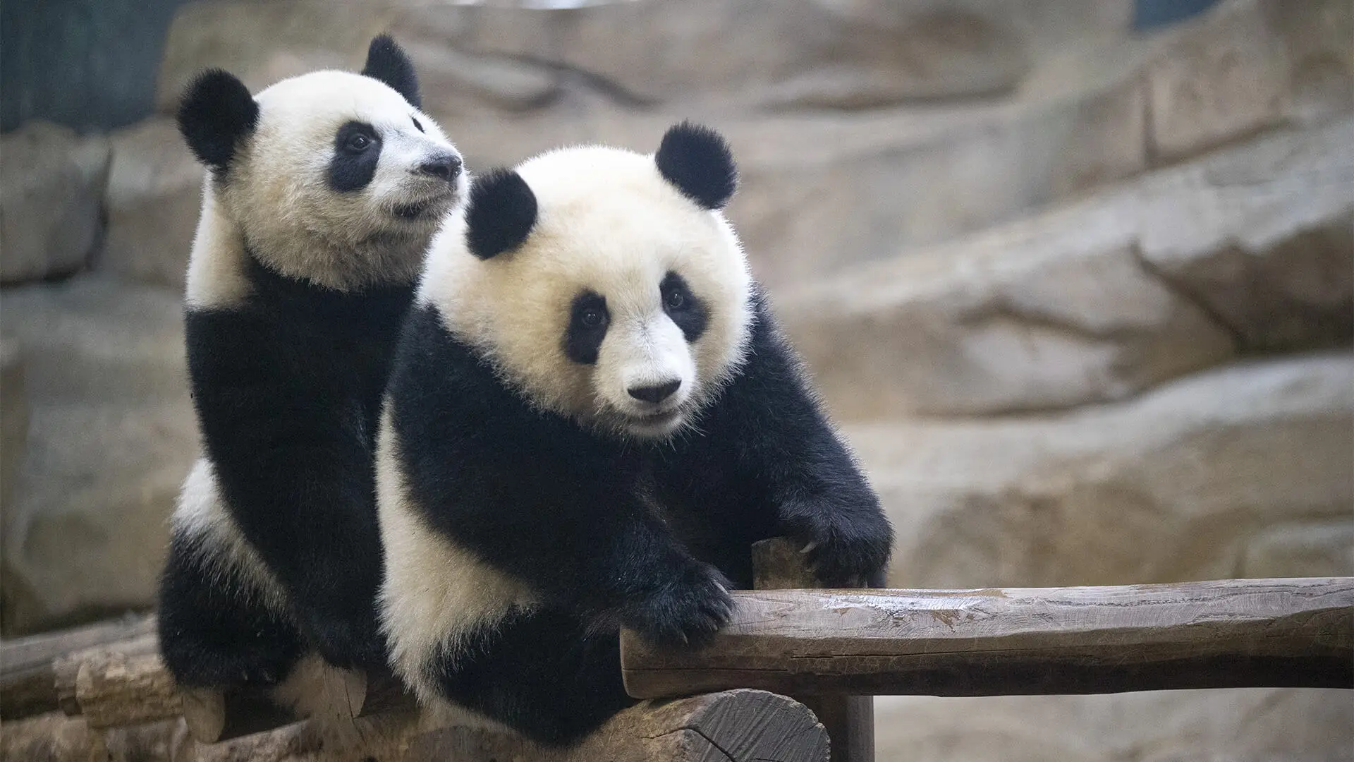 Huanlili et Yuandudu, les jumelles panda géant