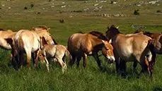 Chevaux de Przewalski