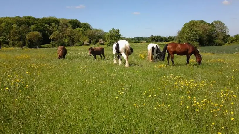 Centre équestre des Nonains Pré + chevaux