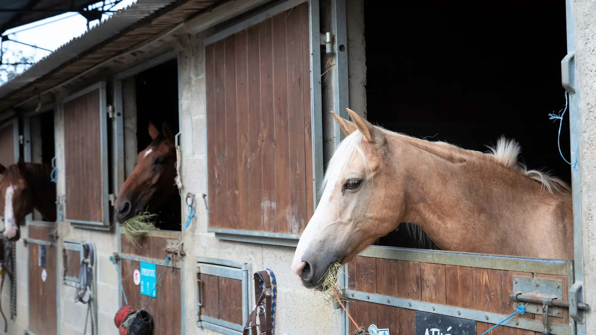 Ferme des Nonains Chevaux box