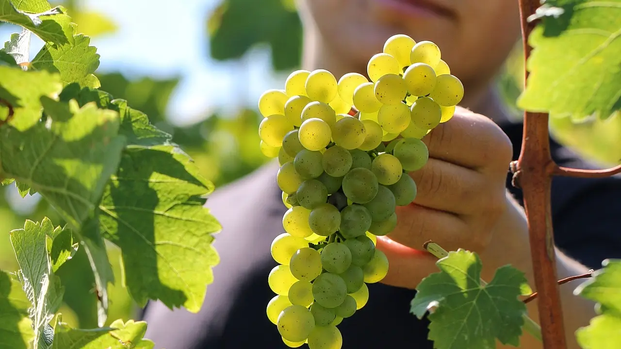 Domaine Chante l'Oiseau