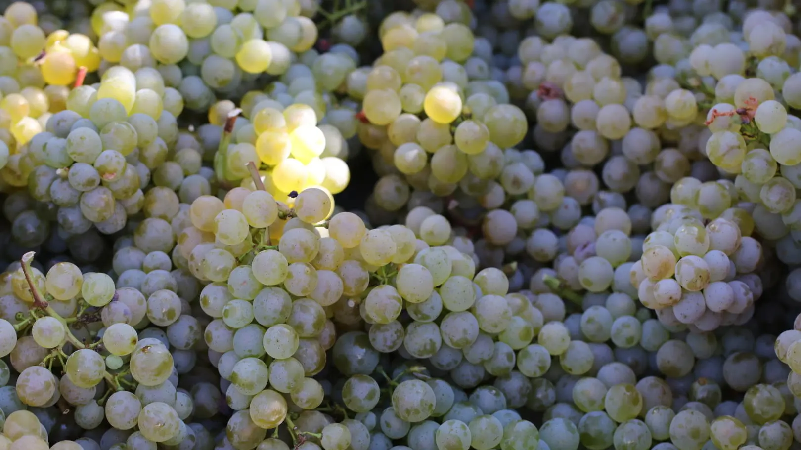 Domaine Chante l'Oiseau