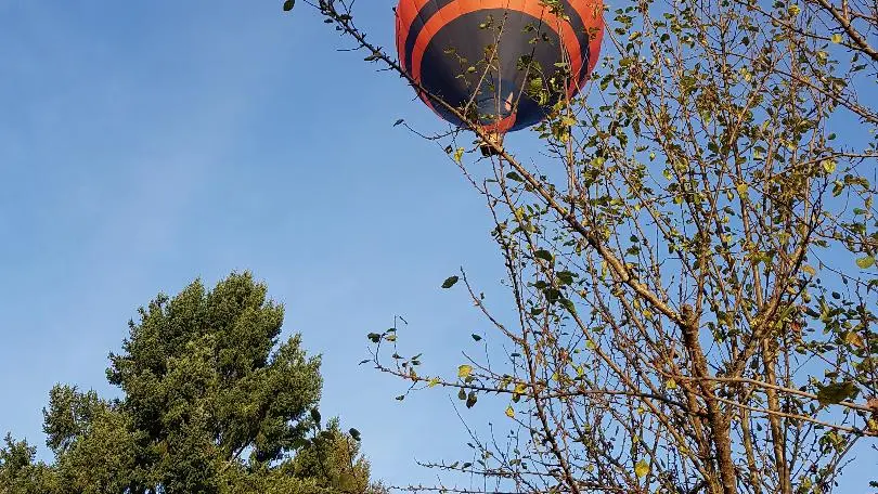 Le_Ginkgo_saint-Vincent-le-Paluel (5)