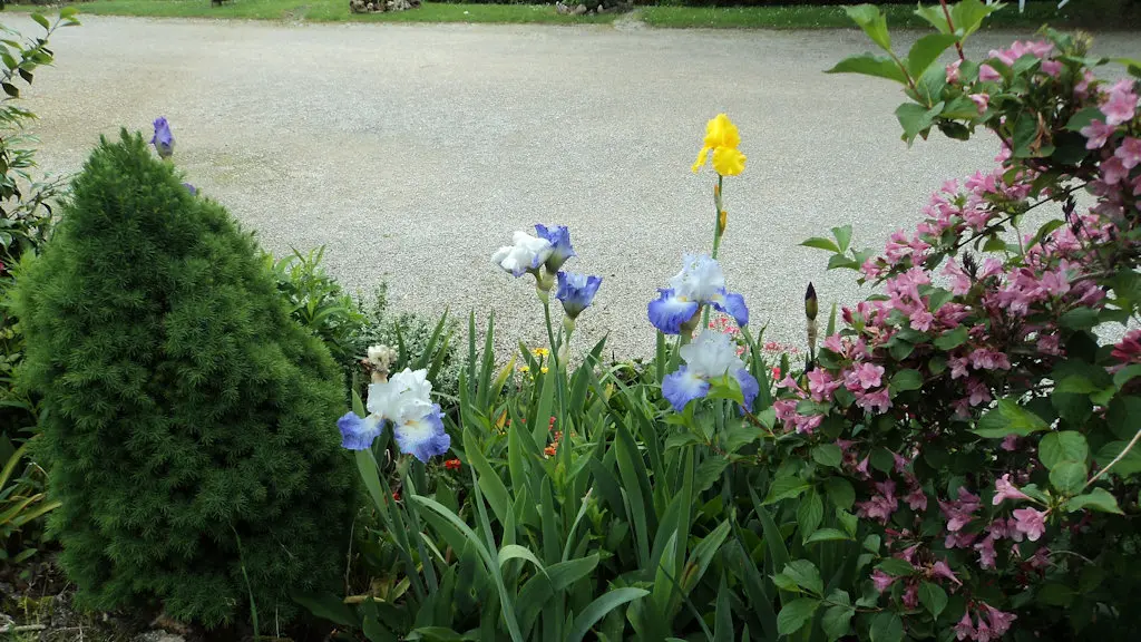 Les Iris - Sarlat (9)