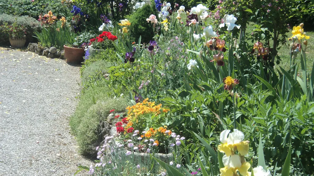 Les Iris - Sarlat (10)