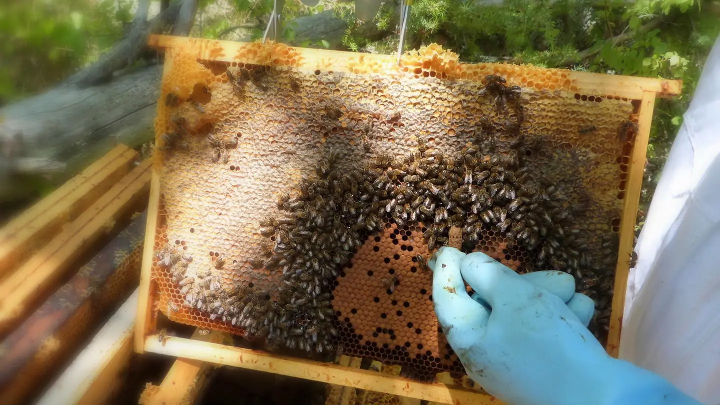 cadre lolimelo avec cocon