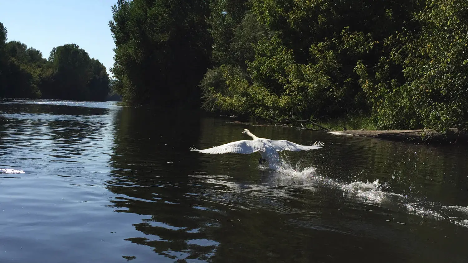 canoes-decouverte-dordogne-sarlat-riviere-kayak-rocher-beynac-nature