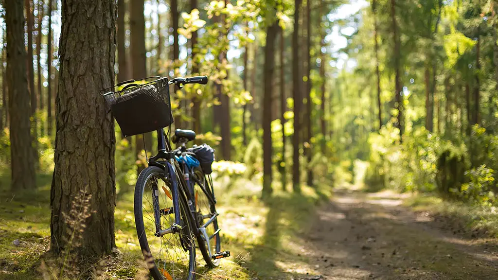 bike in the forest