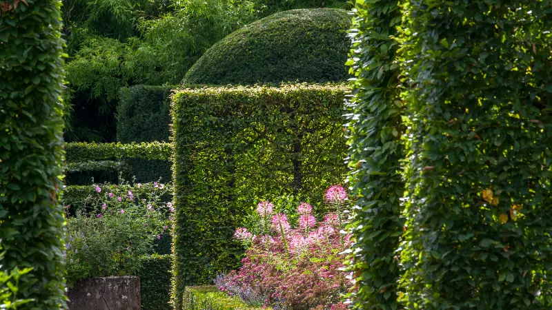 charmille jardinieres pheretaxus 7